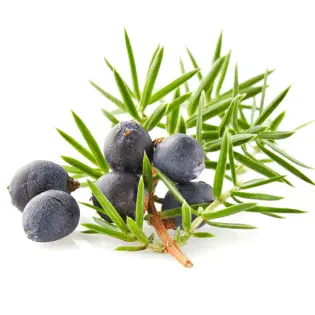 Glucotrust juniper berries